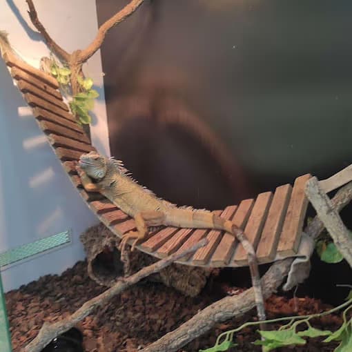 Legwan zielony odpoczywający na drewnianym mostku w terrarium