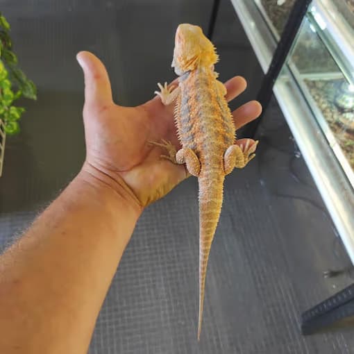 Agama brodata w pastelowych barwach trzymana w dłoni