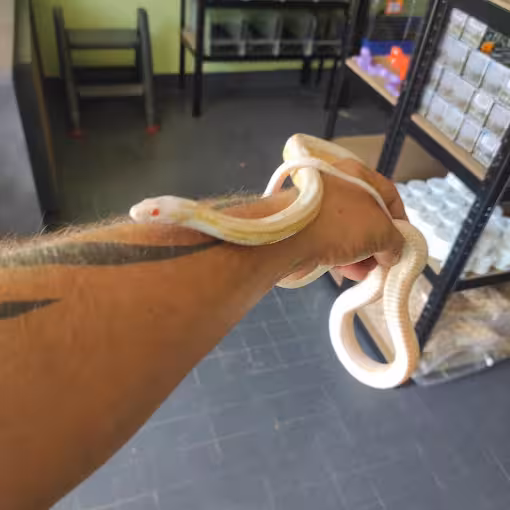 Wąż albino owinięty wokół dłoni