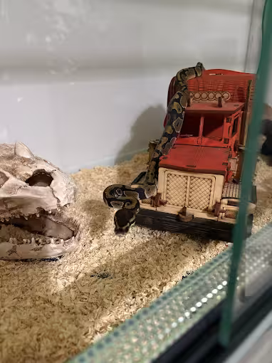 Pyton królewski w terrarium na pniu