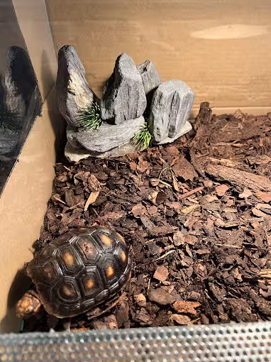 Żółw lądowy w urządzonym terrarium
