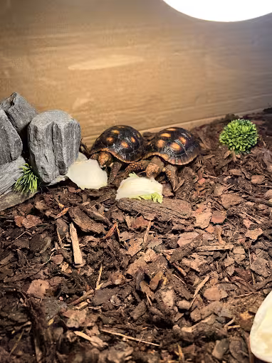Żółwie jedzące warzywa w terrarium